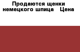 Продаются щенки немецкого шпица › Цена ­ 15 000 - Ленинградская обл., Санкт-Петербург г. Животные и растения » Собаки   . Ленинградская обл.,Санкт-Петербург г.